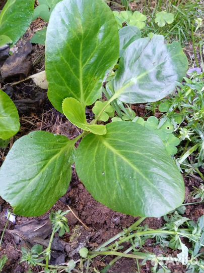 Девясил, золотой ус, бадан, ежевика садовая, дуб