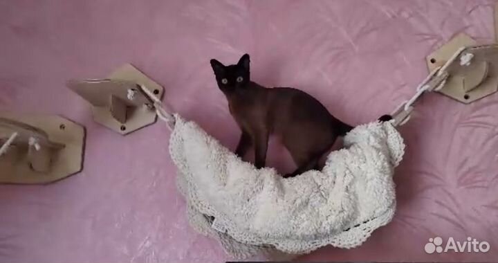 Настенные элементы для кошачьего комплекса