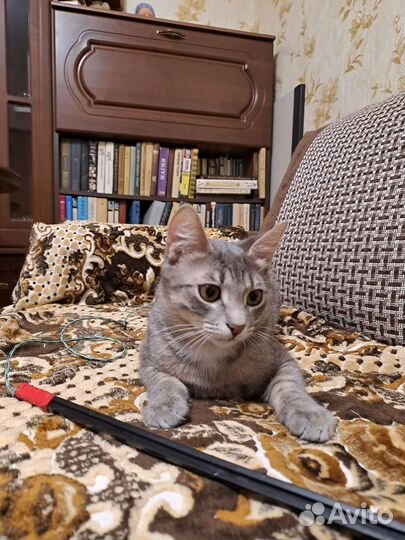 Котенок Сеня 5 мес