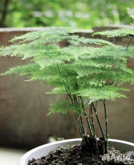 Домашние цветы