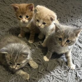 Котята в добрые руки даром