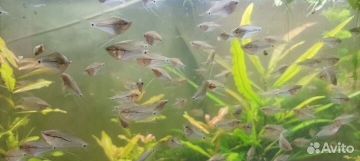 Гурами жемчужный, золотой оптом