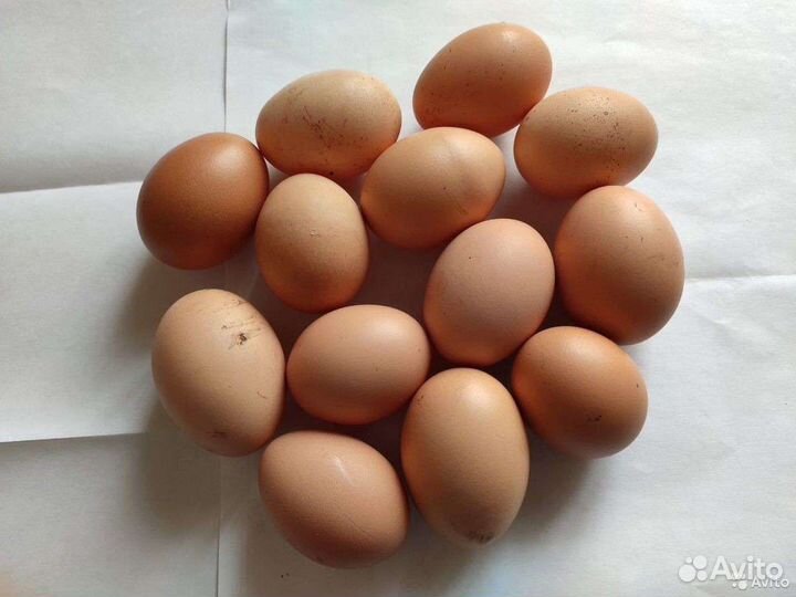 Домашние куриные яйца