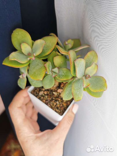 Домашние растения. Каллизия, крассула, седум