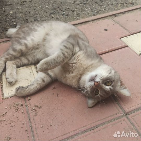 Кот и кошка
