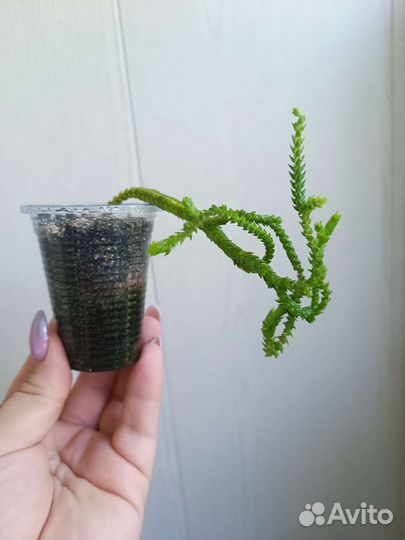 Алоэ, эчеверия и др