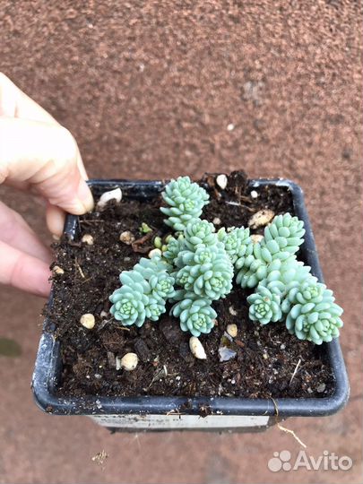 Суккуленты уличные