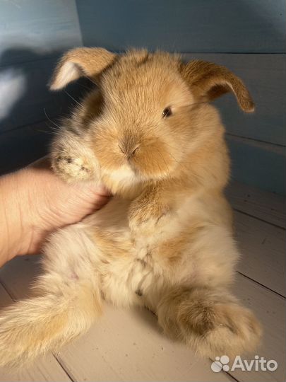 Крольчата мини