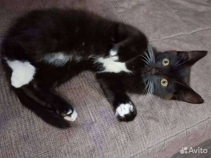 Черный котенок мальчик