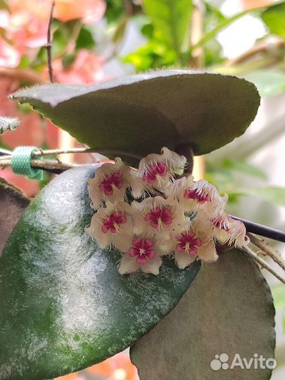 Hoya caudata v. Sumatra