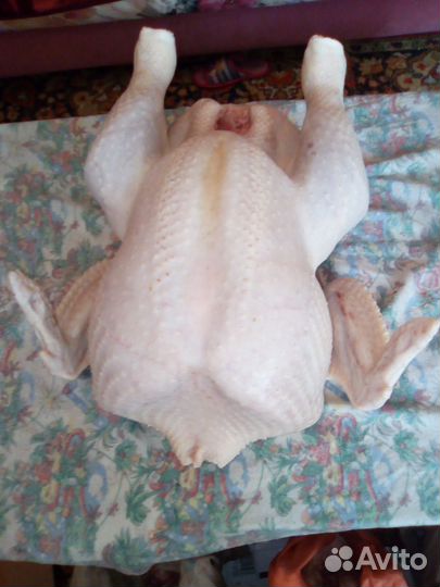 Мясо домашней индейки