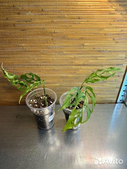 Монстеры разные