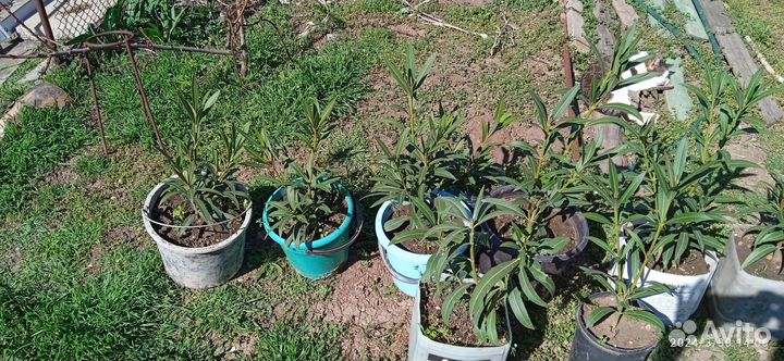 Олеандр обычный. Розовый