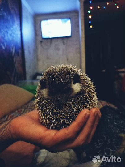 Африканский ежик