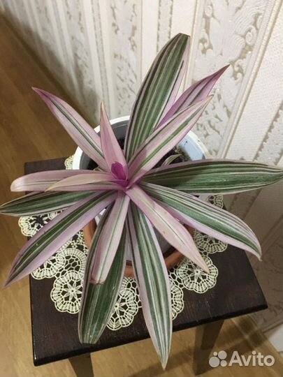 Комнатные растения.Цветы.Рео