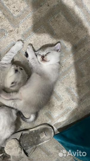 Шотландские котята