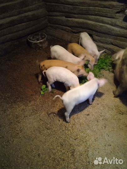 Поросята
