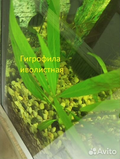 Прополка Аквариумные растения без со2