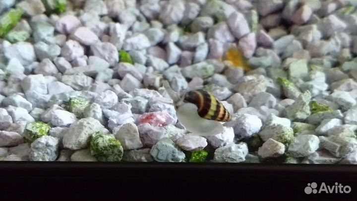 Улитка Хелена