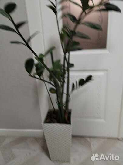 Замиокулькас