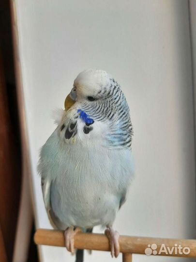 Выставочные волнистые попугаи чехи