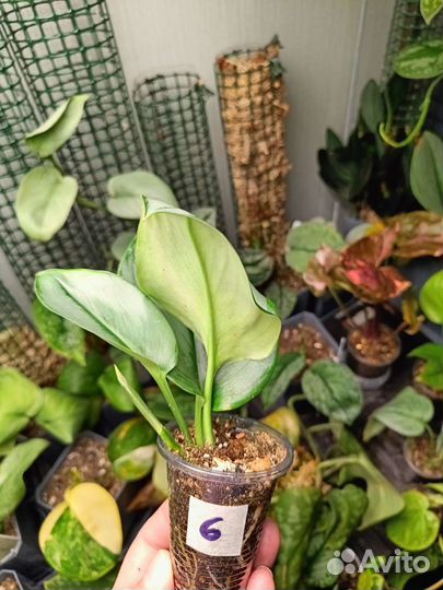 Сциндапсус Мунлайт