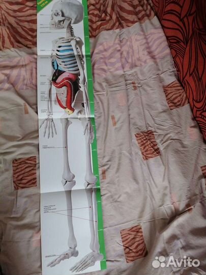 27 журналов про человеческое тело для детей