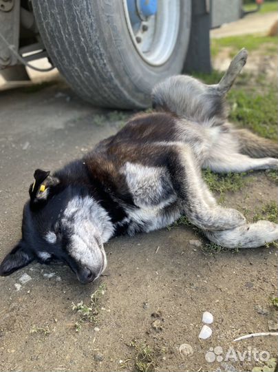 Доброй собаке нужен дом или передержка