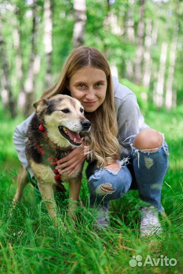 Милая и доьра собака Сэм из приюта ищет дом
