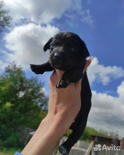 Щенки бесплатно