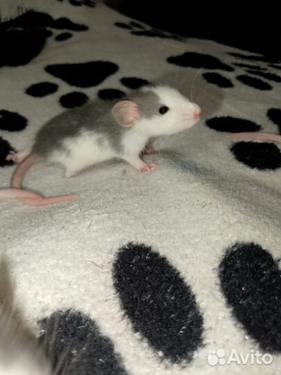 Декоративная крыса дамбо