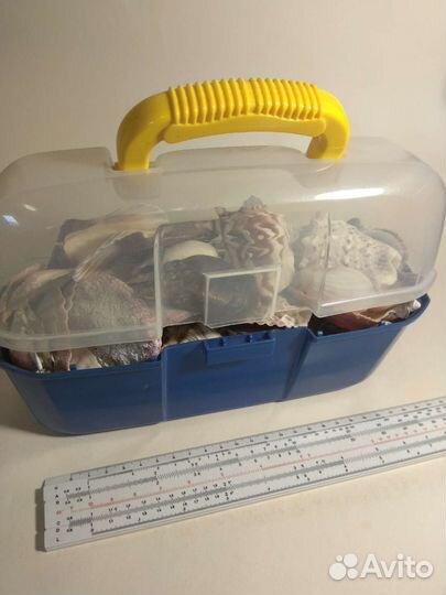 Ракушки морские звёзды кораллы