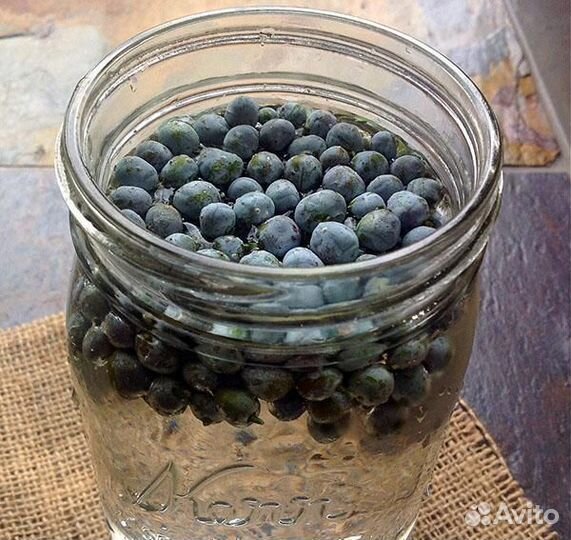 Экстракт ягод можжевельника