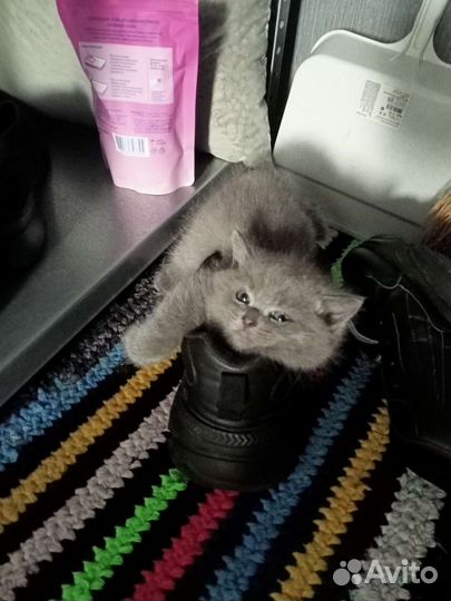 Котенок в добрые руки