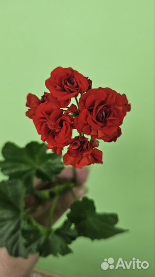 Пеларгония герань