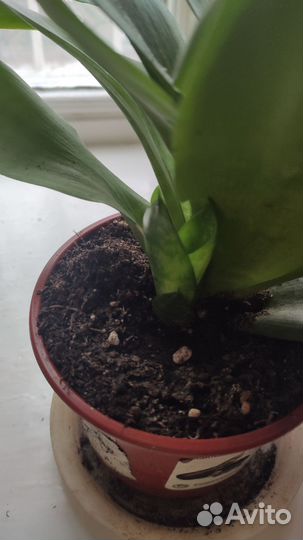 Сансевиерия ханни