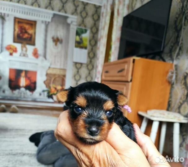 Щенки йоркширкого терьера