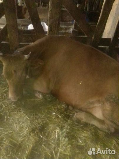 Корова стельная дойная