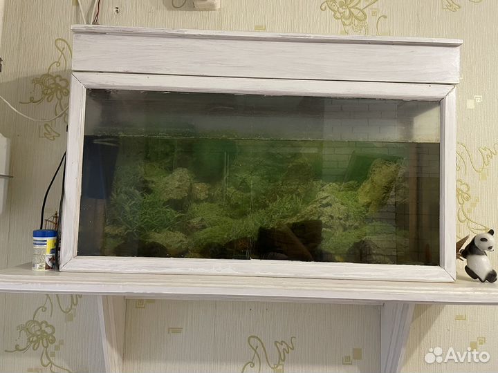 Аквариум на полке) и рыба сомик)