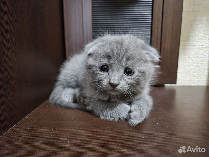 Британские вислоухие котята
