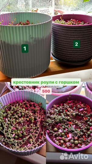 Крестовник, каланхоэ, седум буррито, оттона