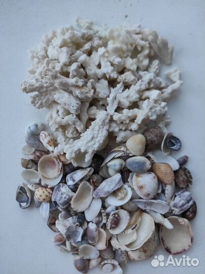 Кораллы и ракушки