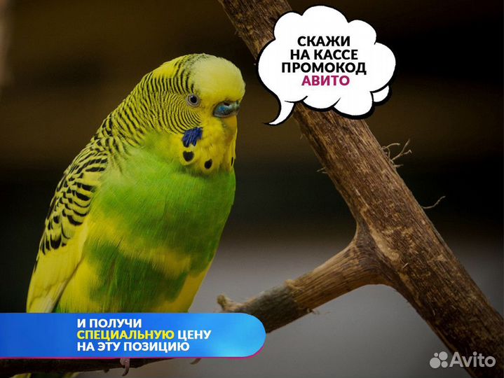 Хорек Белый