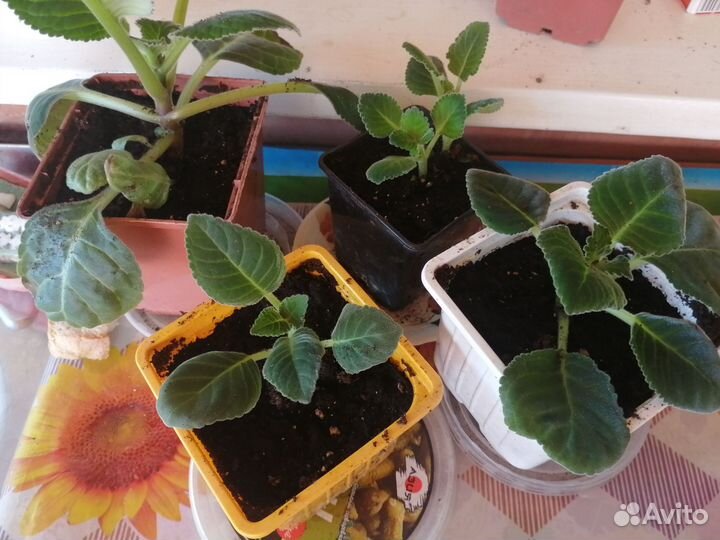 Комнатные цветы. Кислица, долларовое дерево, фикус
