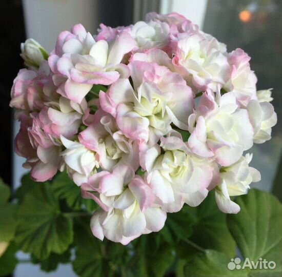 Пеларгония розебудная и стеллары укоренная и срезы