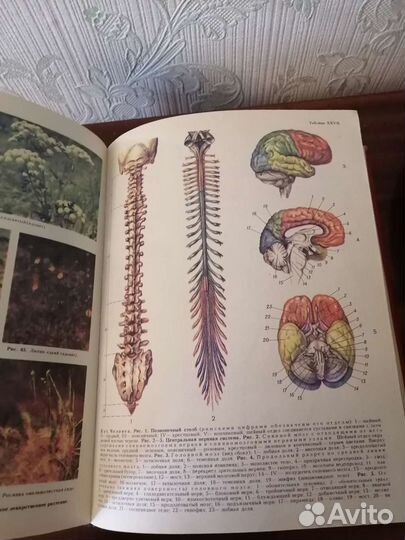 Популярная медицинская энциклопедия