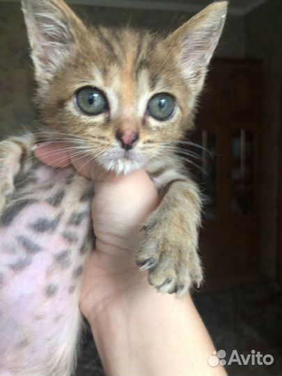 Котенок, девочка