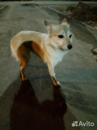 Найдена собачка