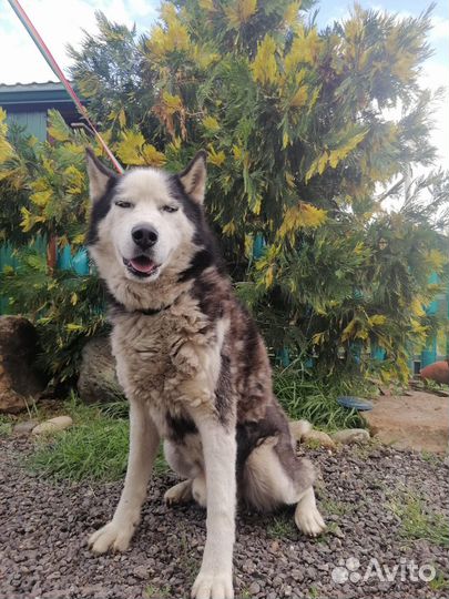 Пёс хаски