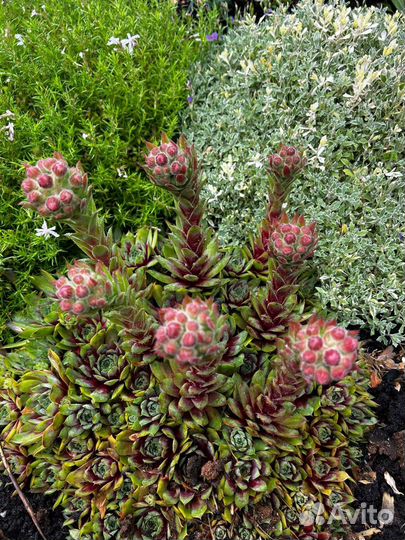 Цветы садовые